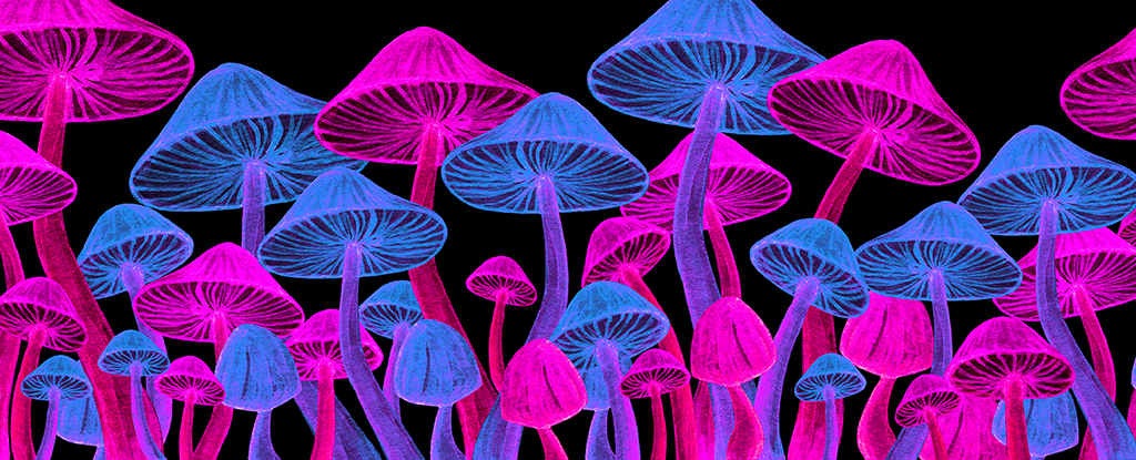 Featured image for "Psychedelic Drug Shows Promise in Anorexia Treatment"