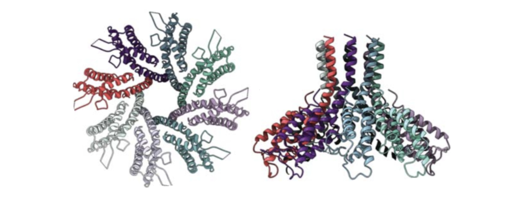 CRISPR's Surprising Role in Bacteria's Defense Against Viruses