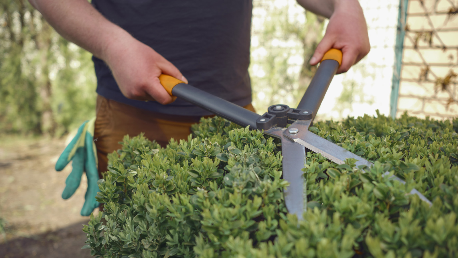 Featured image for "The Surprising Benefits of Baby Powder for Gardening Enthusiasts"