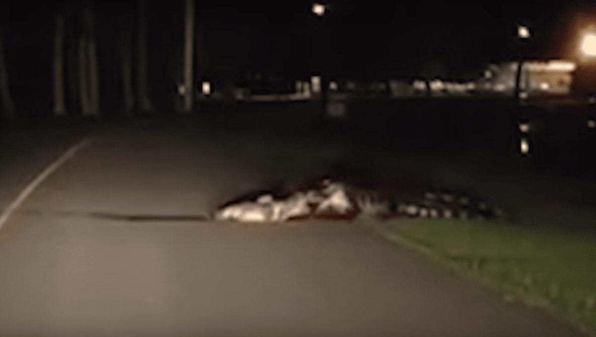 Featured image for "Massive Alligator Snatches Fish in Roadside Encounter"