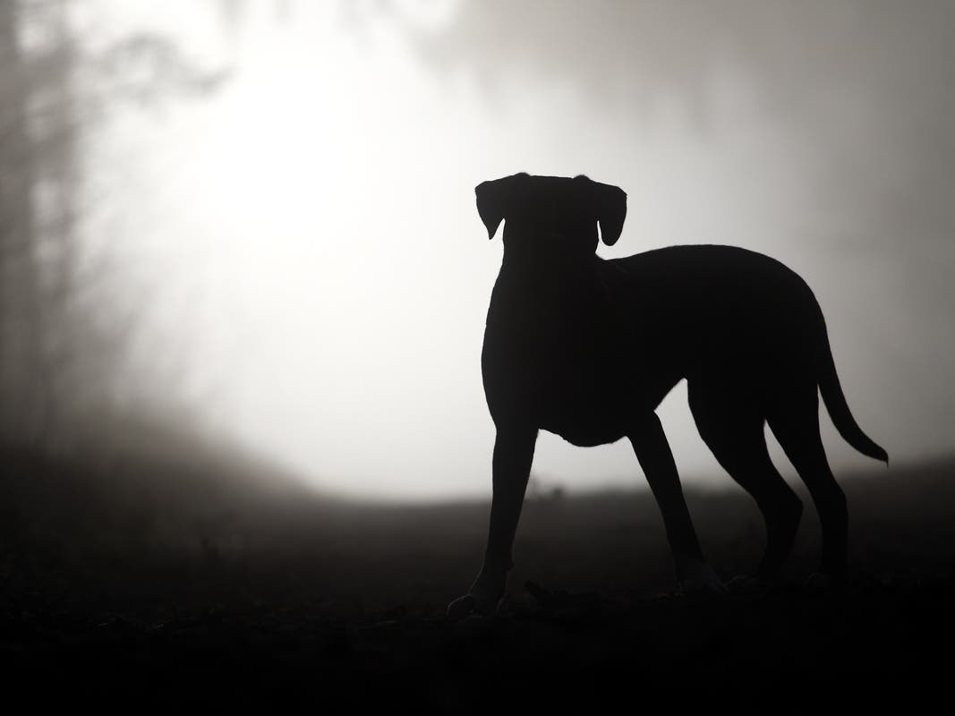 Featured image for Unraveling the Enigma: Insights into the Mysterious Dog Illness
