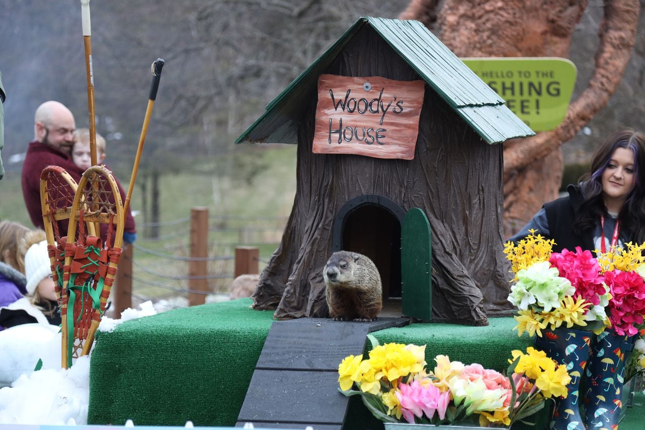 Featured image for "Groundhog Predictions 2024: Woody and Phil Forecast More Winter"