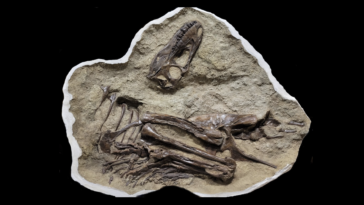 Tyrannosaur's Last Meal: Baby Dino Drumsticks Discovered in Preserved Stomach