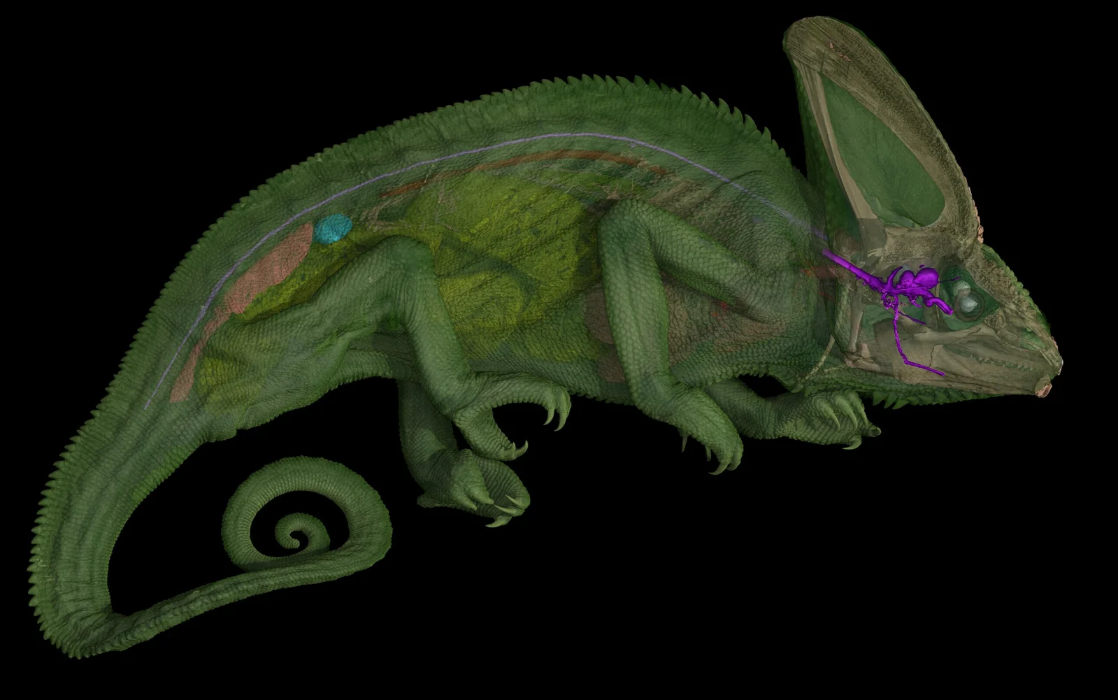 Revealing the Coiled Optic Nerves of Chameleons