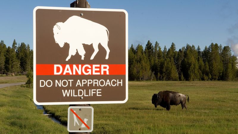 Featured image for 83-Year-Old Woman Seriously Injured by Bison in Yellowstone
