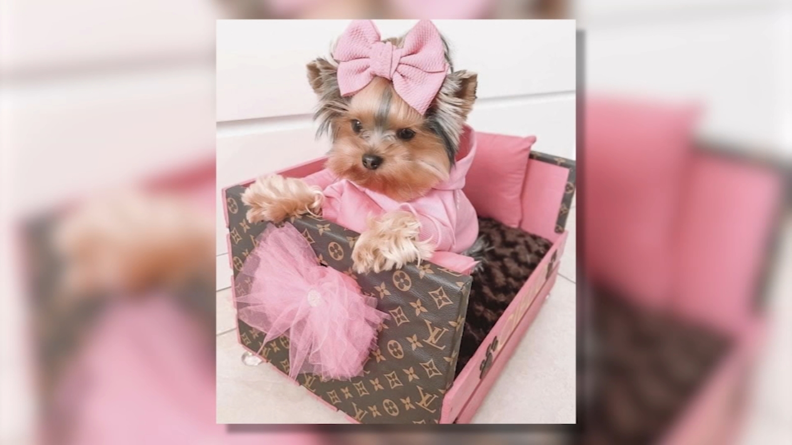 Featured image for "Grandmother's Life Savings Stolen in Facebook Scam: Heartbreaking Attempt to Buy Yorkshire Terrier for Grandson"
