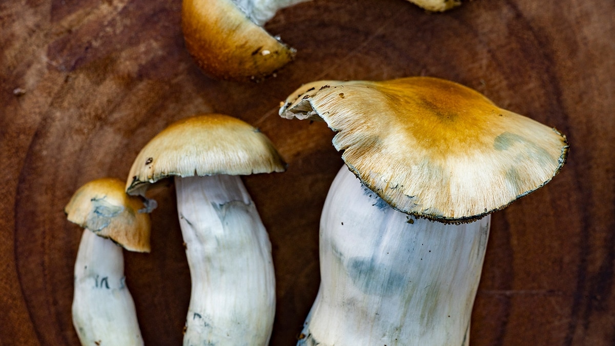 Featured image for "Unlocking the Healing Power of Psychedelic Drugs for Traumatic Brain Injuries"