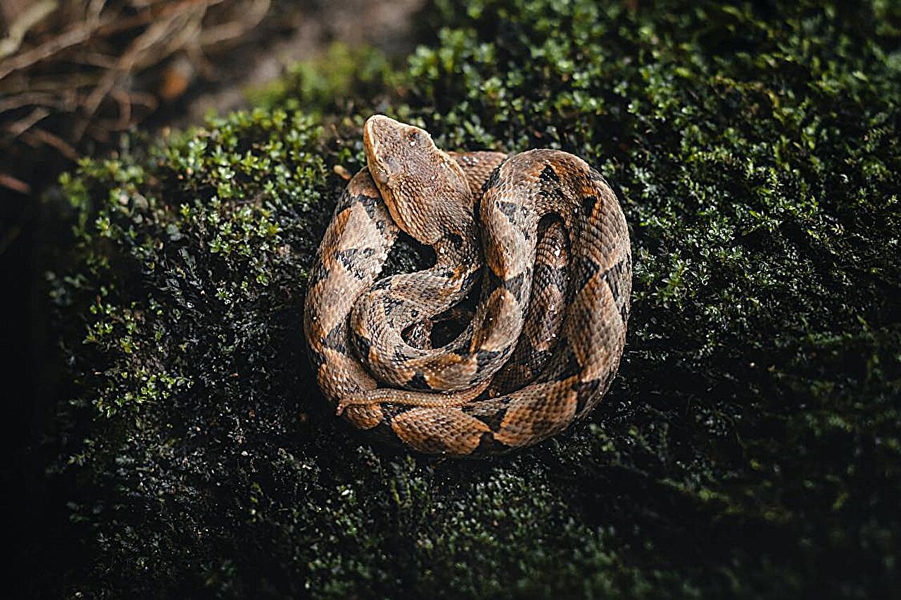 Featured image for "Pit Viper's Nighttime Hunting Secrets Unveiled by Mathematical Model"