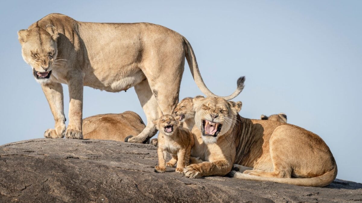 Featured image for Hilarious Wildlife Photos and Finalists of 2025 Comedy Wildlife Awards