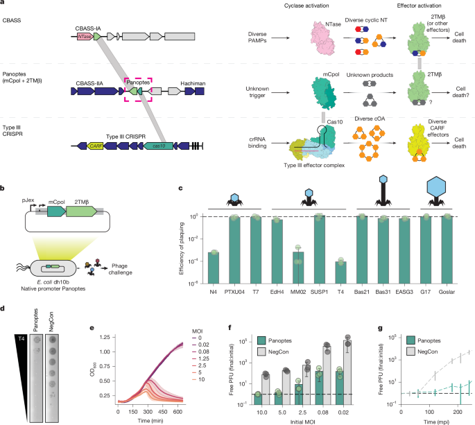 New Bacterial Defense System Uses Decoy Cyclic Nucleotides to Fight Phages