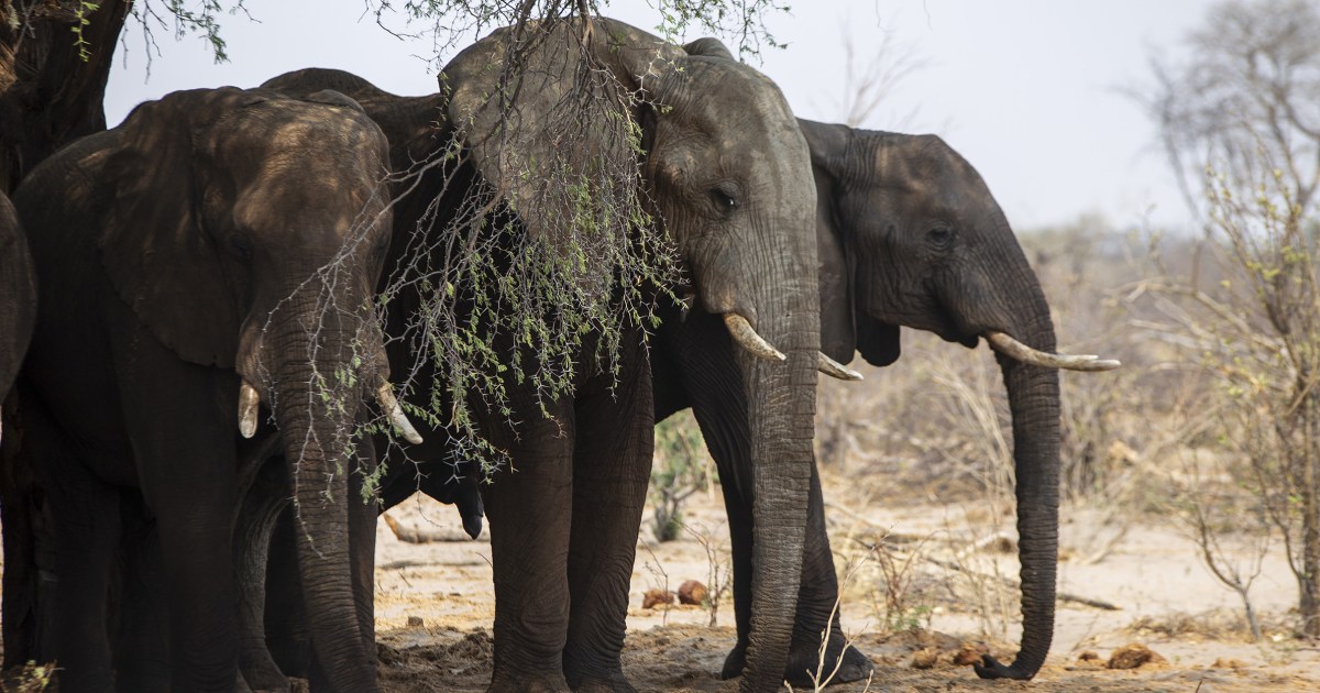 Featured image for "Botswana's Elephant Export Threat to Germany"
