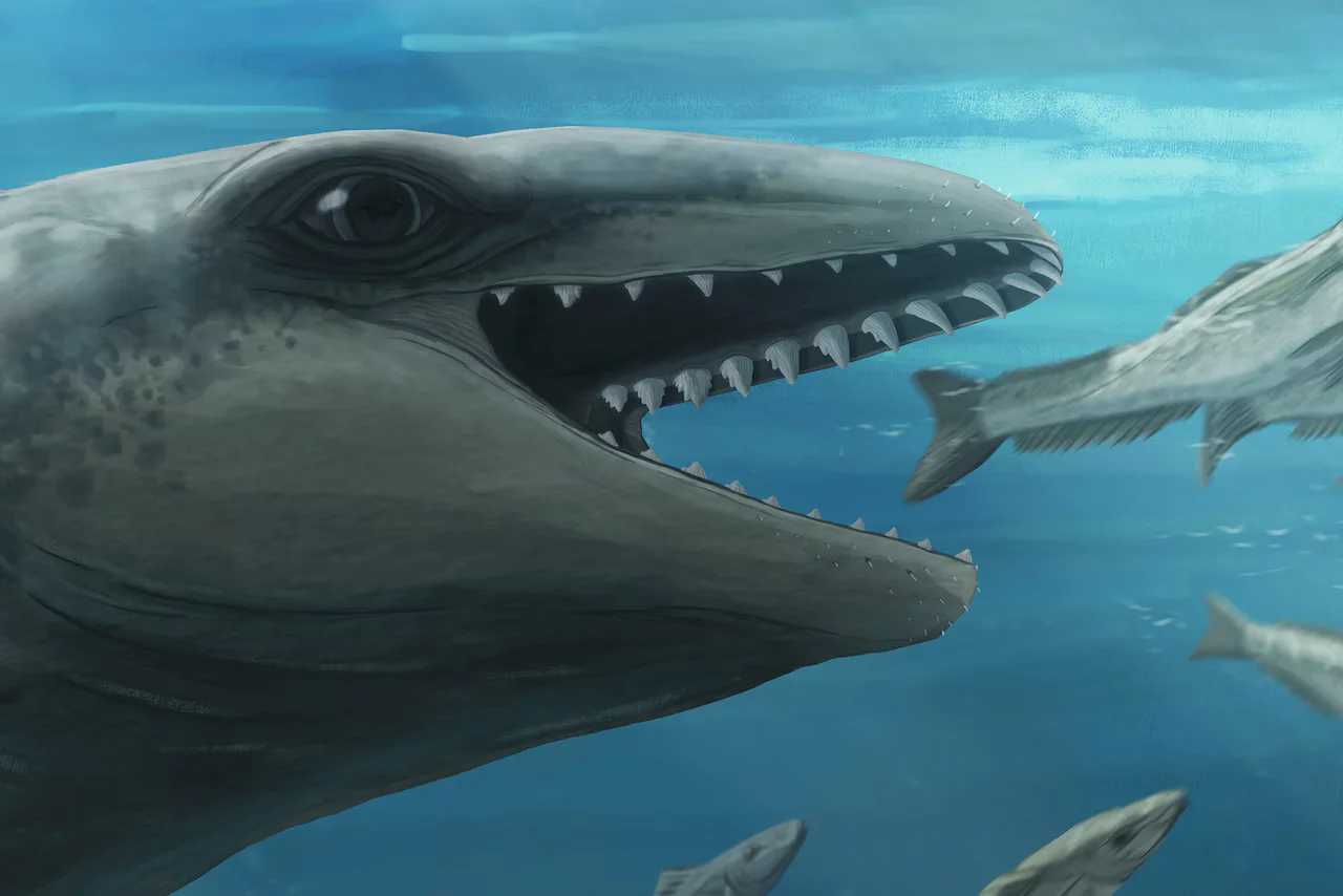 Featured image for Ancient 'Pokémon-like' whale with predator features discovered in Victoria