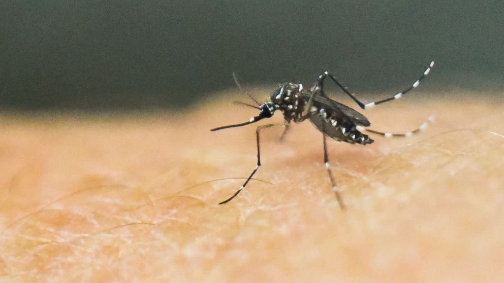 Dengue Outbreak Escalates in Florida with Locally Acquired Cases on the Rise