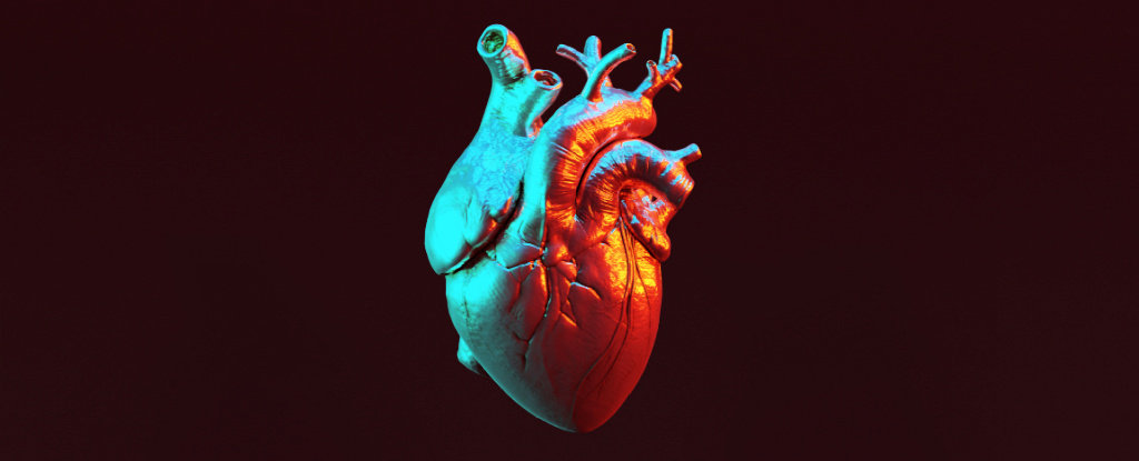 Featured image for Unveiling the Intricate Cartography of the Human Heart