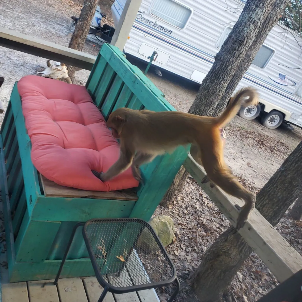 Featured image for Rampaging pet monkey attacks multiple people in Oklahoma.