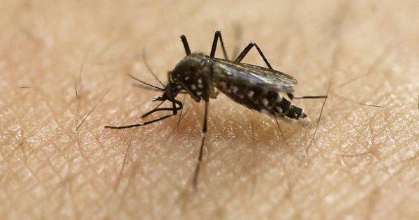 Mosquitoes Thrive Despite Drought, Sparking 'Pandemic' in Louisiana
