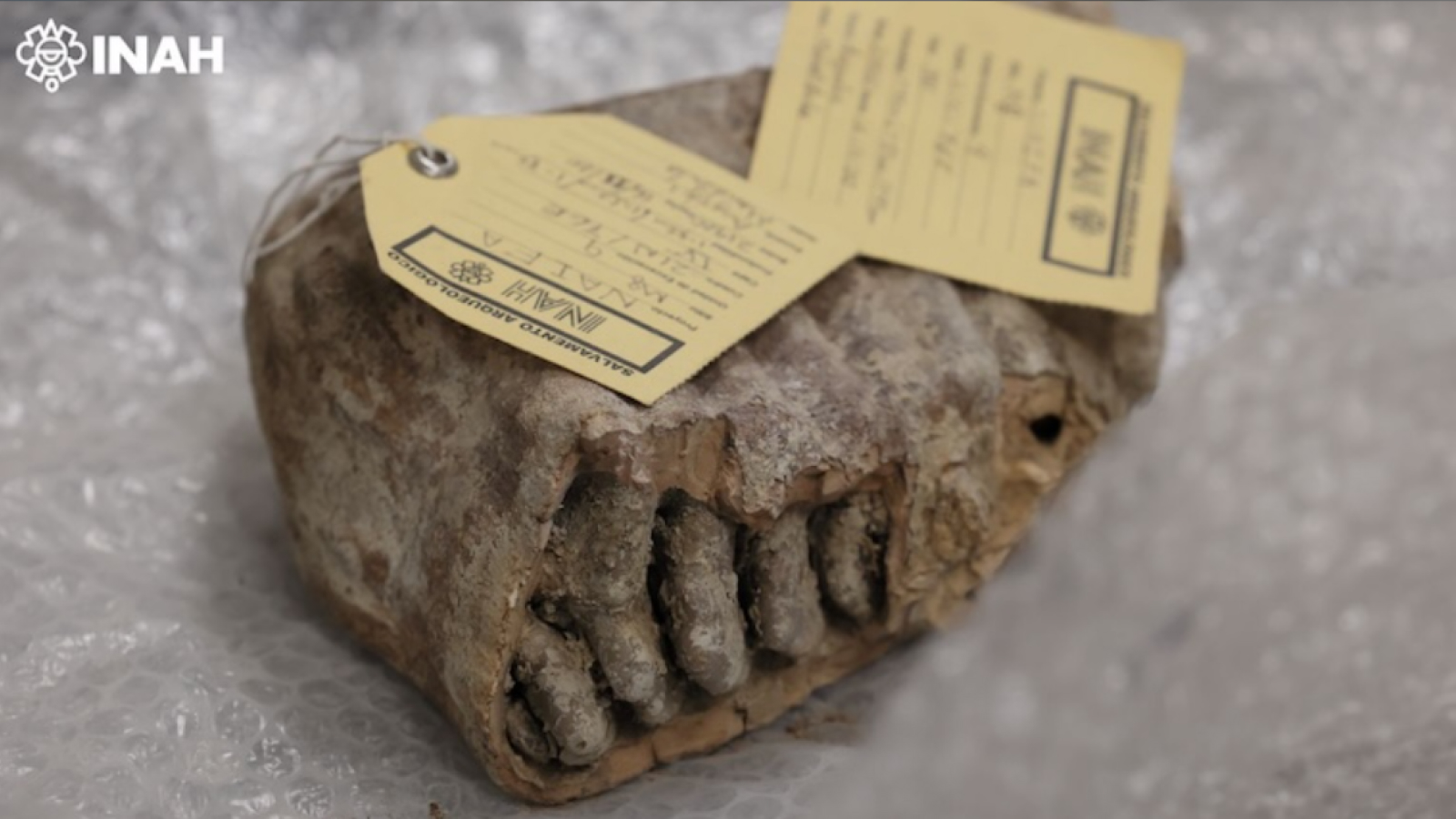 Featured image for Mexican Mammoths Uncover New Lineage and Genetic Mysteries