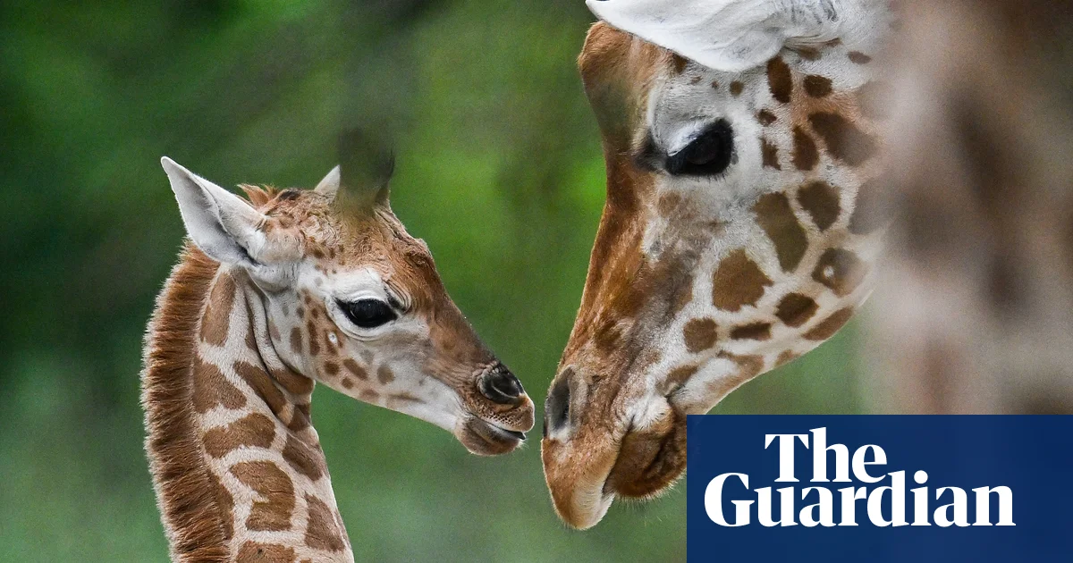 Featured image for Giraffes Proposed for Endangered Species Protection Amid Decline