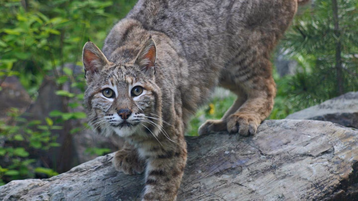 Featured image for "Officials Warn of Aggressive Bobcat Attacks on Children in North Georgia"