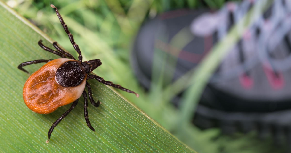 "Early Emergence: Minnesota's Mild Winter Brings Out Deer Ticks"