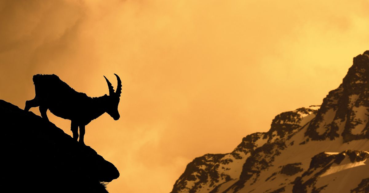 "Mountain Goats Adapt to Nocturnal Lifestyle Due to Climate Change"