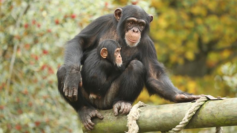 Featured image for Apes' Remarkable Memory: Recognizing Long-Lost Friends Decades Later