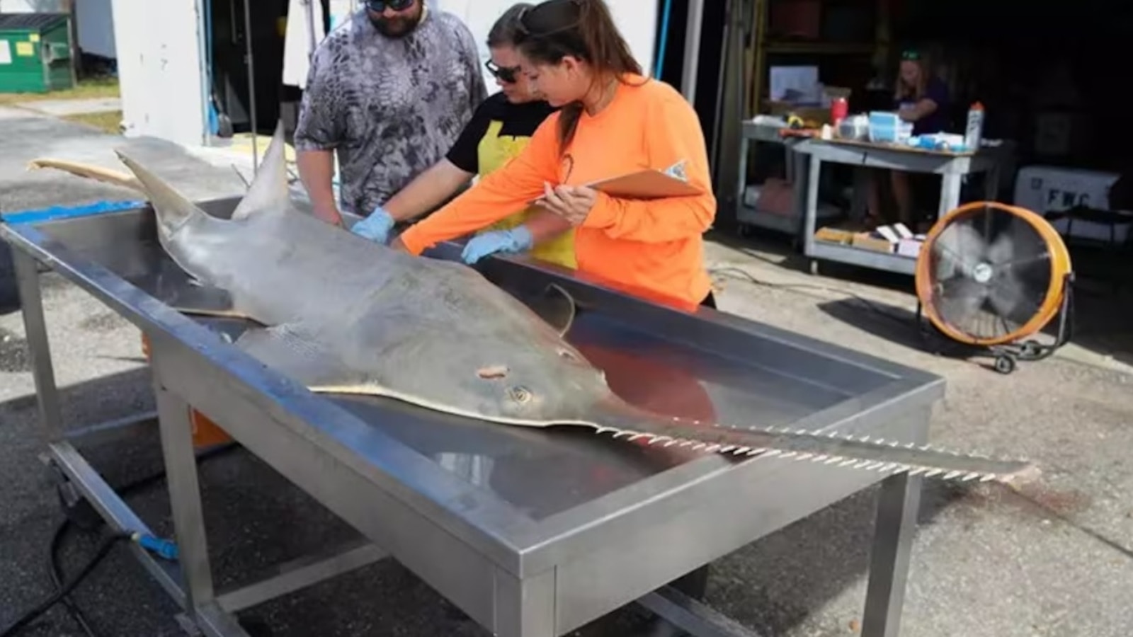 Featured image for "Sick Sawfish Spin to Mysterious Deaths in South Florida Waters"