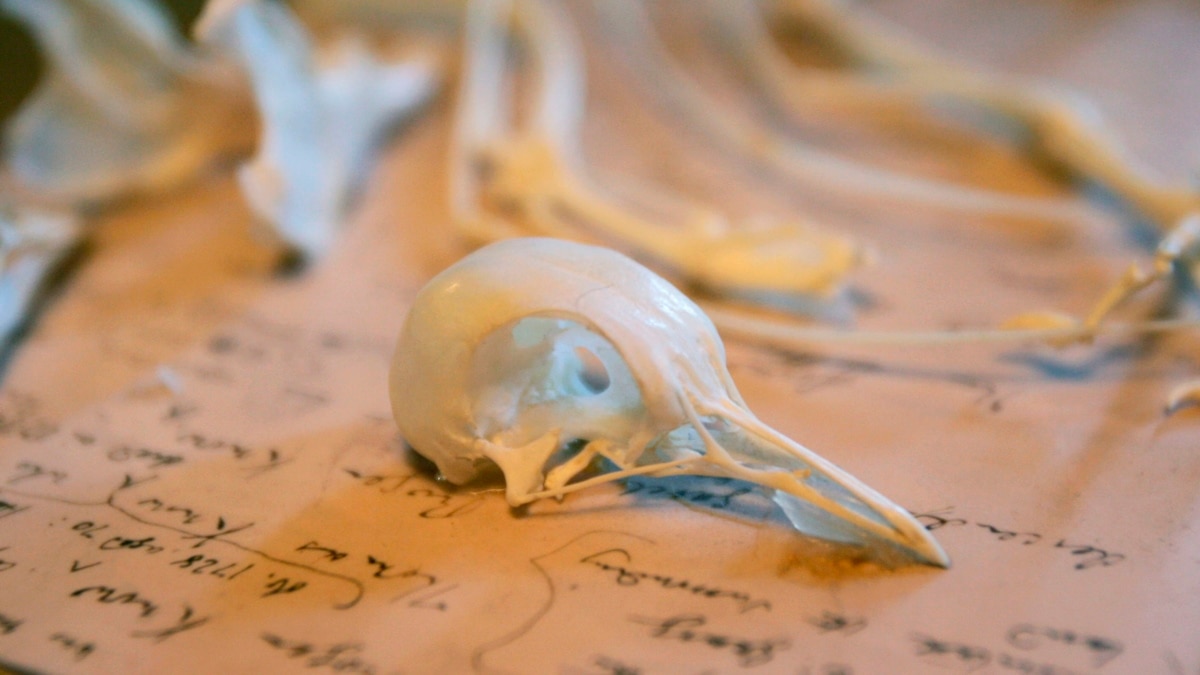 Featured image for Unveiling the Universal "Missing Law" of Evolution