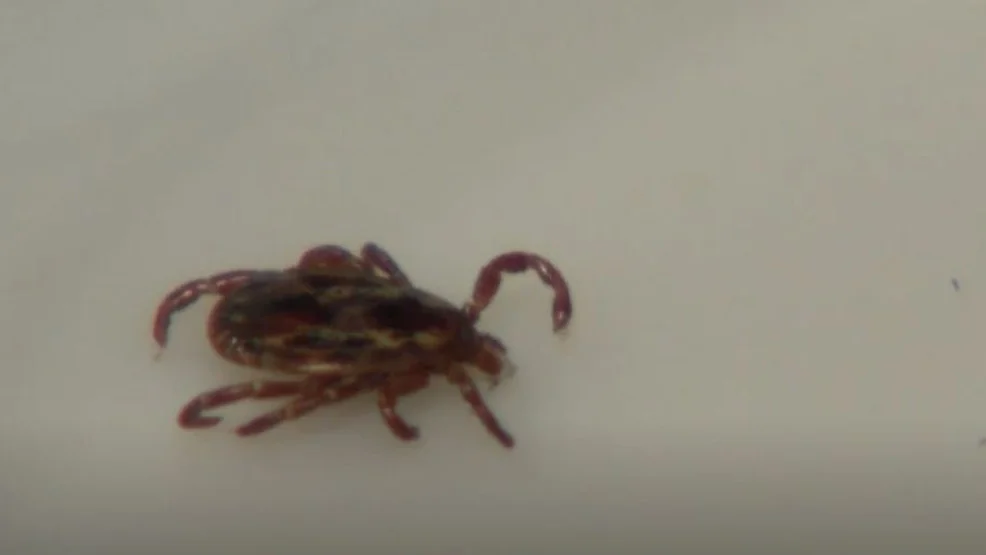 Tickborne Diseases on the Rise: CDC Issues Warning