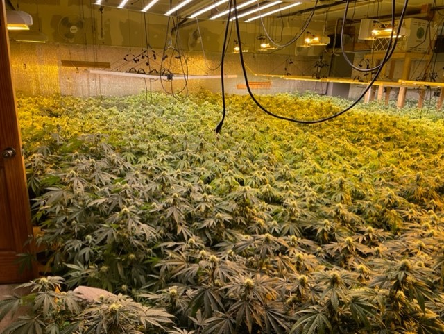 "Norridgewock Sheriff Makes Third Illegal Marijuana Grow Bust in Somerset County, One Arrested"