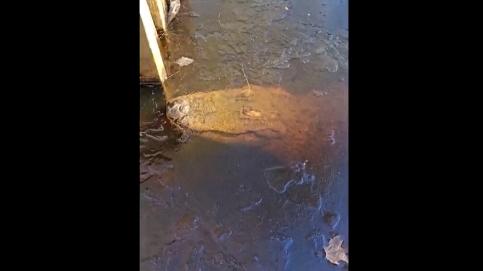 Featured image for Survival Skills: Alligators Thrive in Frozen Waters