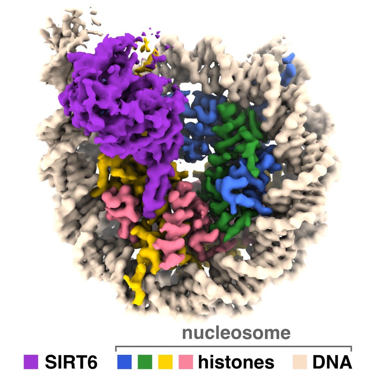 Featured image for Unraveling the Mechanism of Aging-Associated Enzyme's Interaction with Genetic Material.