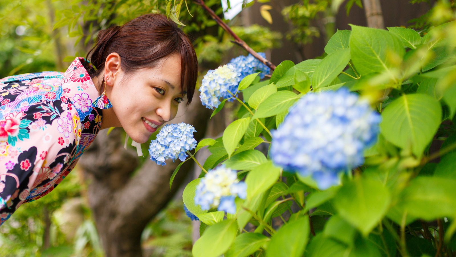 Featured image for "Unveiling the Truth: Can Aluminum Foil Transform Hydrangea Flowers into Stunning Blues?"