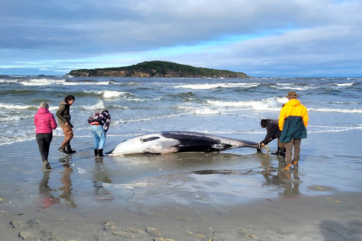Featured image for World's Rarest Whale Possibly Found on New Zealand Beach