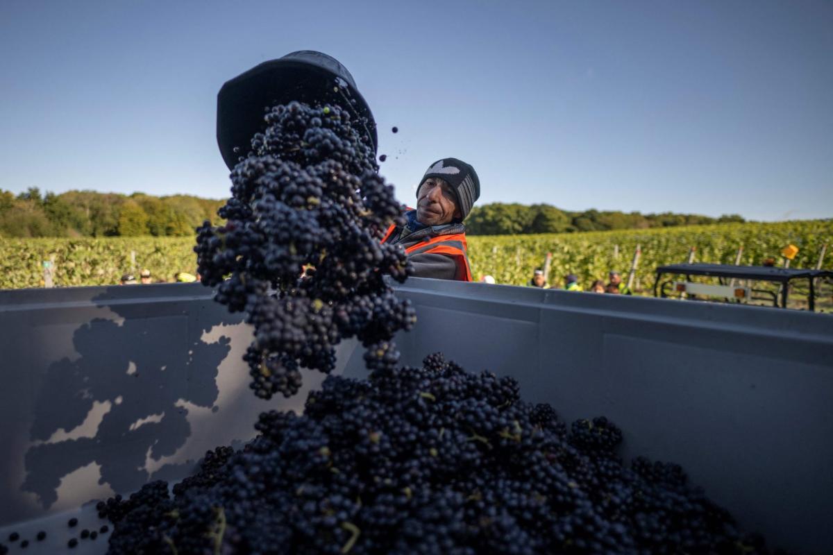 "U.K.'s Wine Industry Thrives Amidst Extreme Weather, Surprising European Peers"