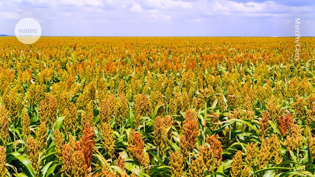 "Revolutionizing Agriculture: CRISPR-Edited Crops Transforming Africa's Farming"