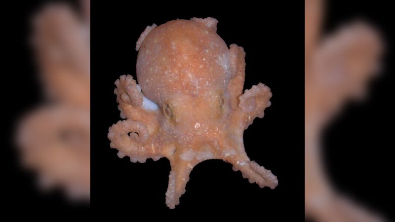Featured image for "Octopus Genomics Unveil Antarctic Ice Sheet Collapse and Rising Sea Level Warnings"