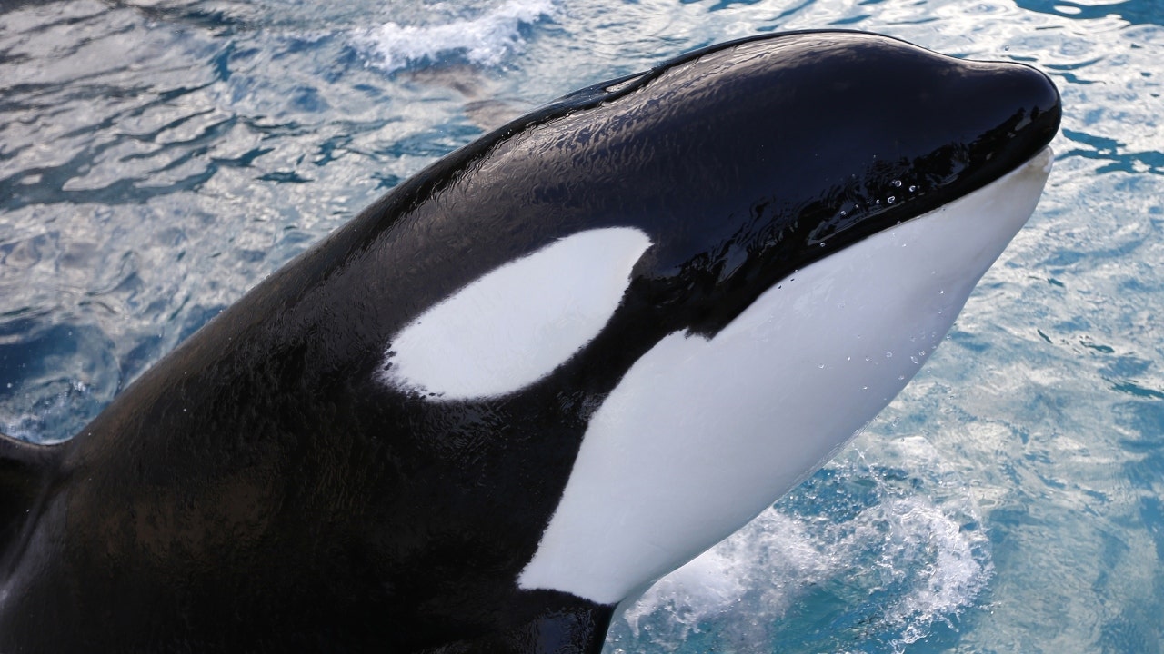Featured image for Rogue orca pod wreaks havoc on boats off Spanish coast.