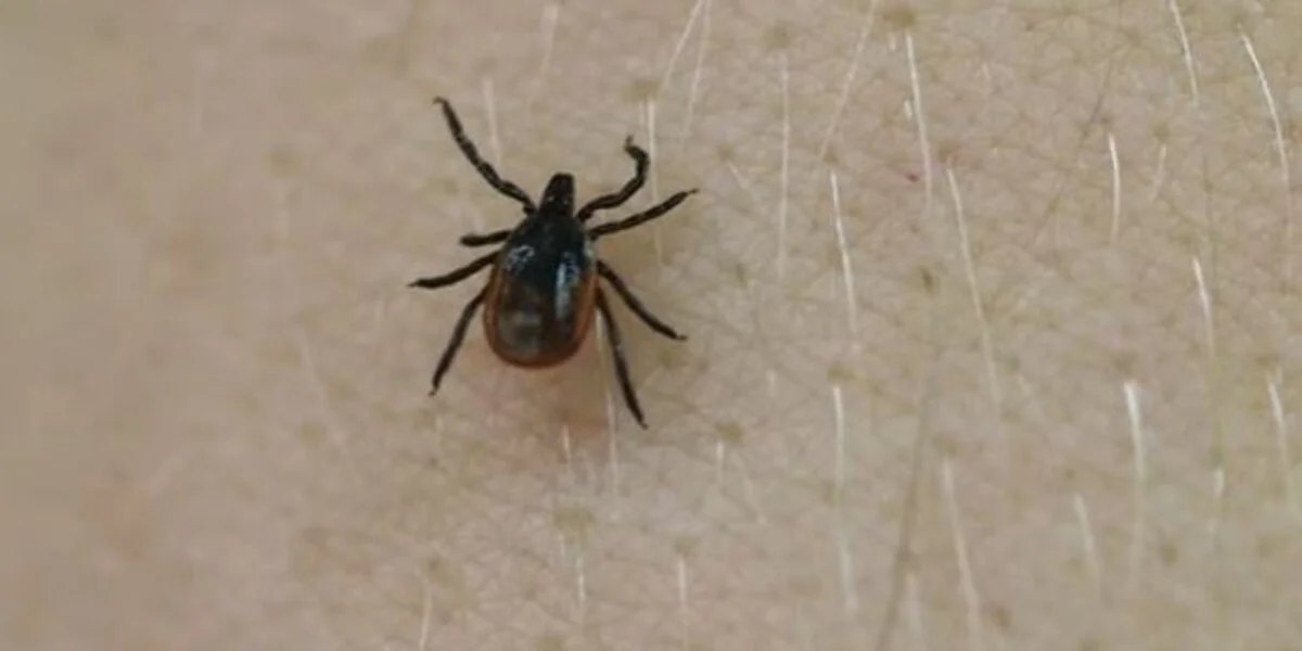 Tick-borne diseases on the rise in Midwest states.