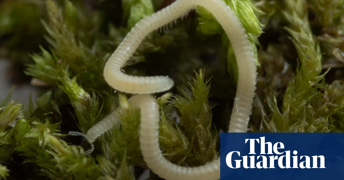 "Unearthed: Los Angeles' Tiny Star, the Thread Millipede"
