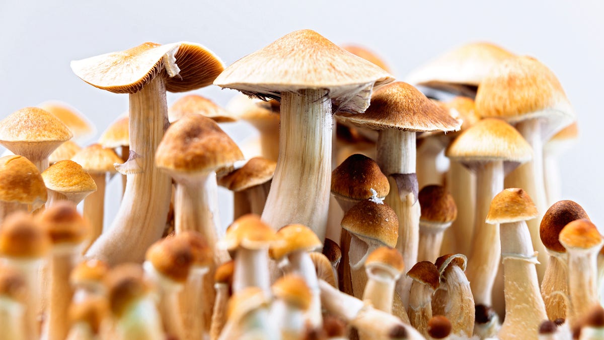 Featured image for Exploring Psychedelics for Mental Health Treatment.
