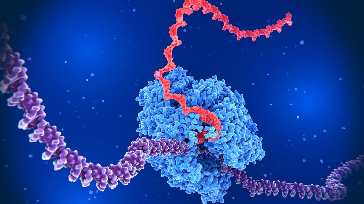 Featured image for "Cellular Breakthrough: Unveiling the Mechanism of Gene Control Through 'Backtracking'"