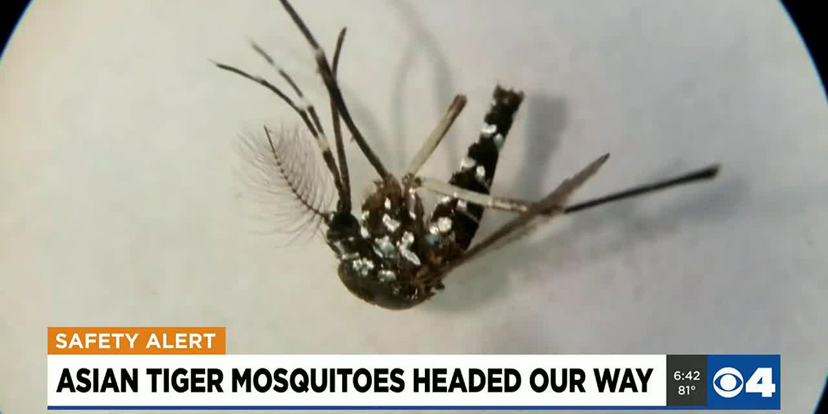 Featured image for Beware of the Asian Tiger Mosquito spreading in the Midwest.
