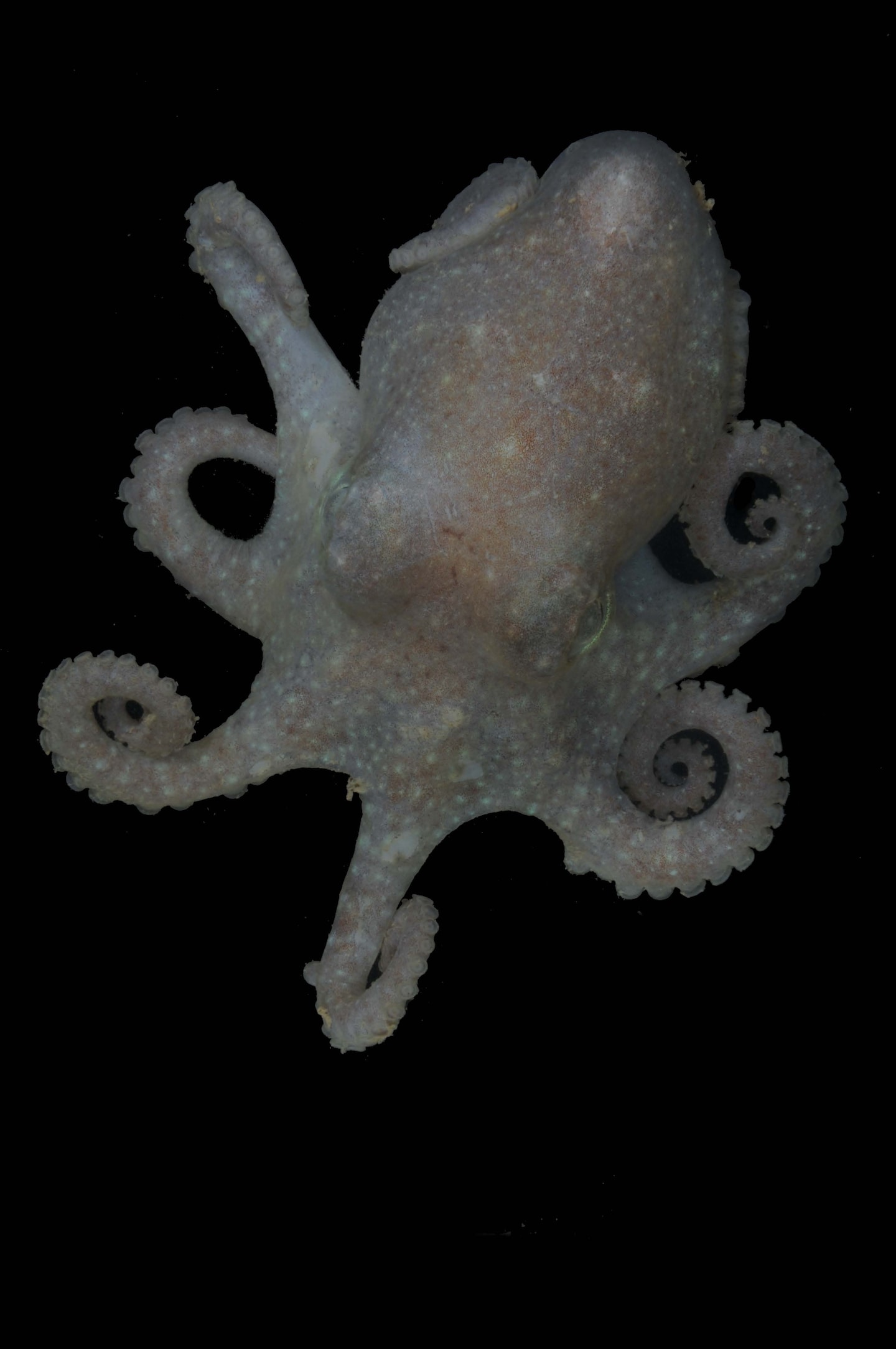 Featured image for "Antarctic Octopus Unveils Startling Clues to West Antarctica's Demise"