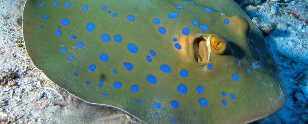 Featured image for "Stingray Spots Reveal New Method for Creating Blue"