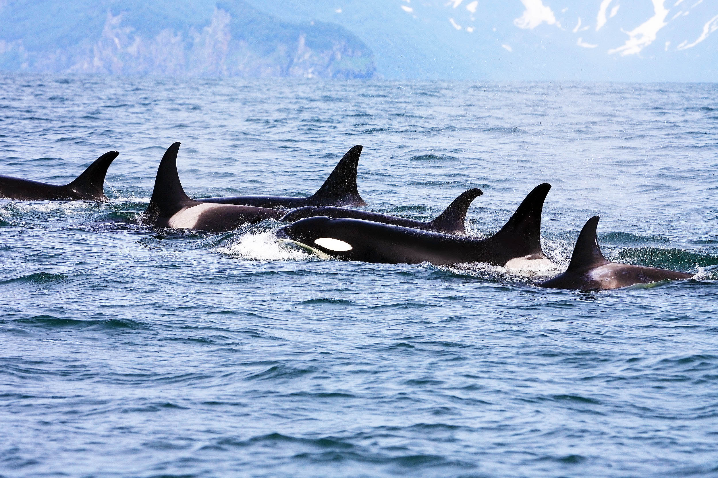 Featured image for "Discovery of New Killer Whale Population in Northeastern Pacific"