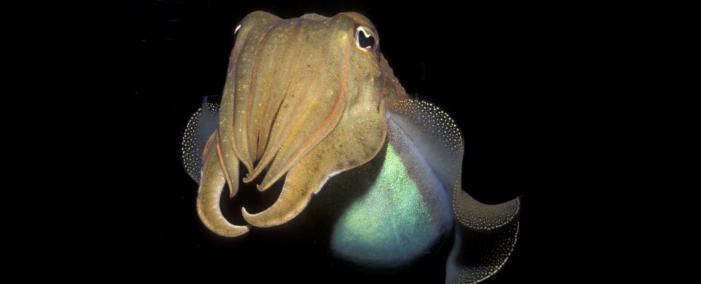 Featured image for Cephalopods Surpass Human Child Cognitive Test