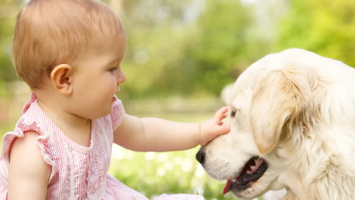 Cosmo the Golden Retriever Wins Baby's Heart, A Heartwarming Family Bond