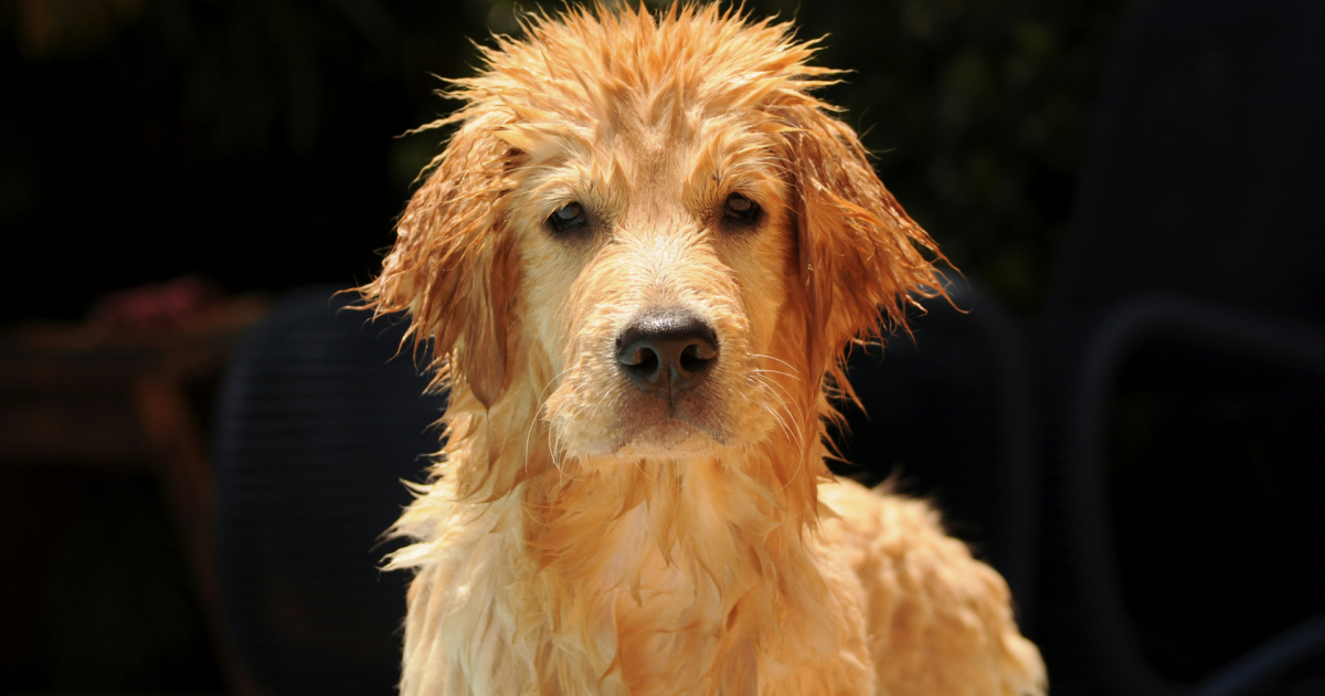Golden Retriever Puppy Exhausted After Water Day