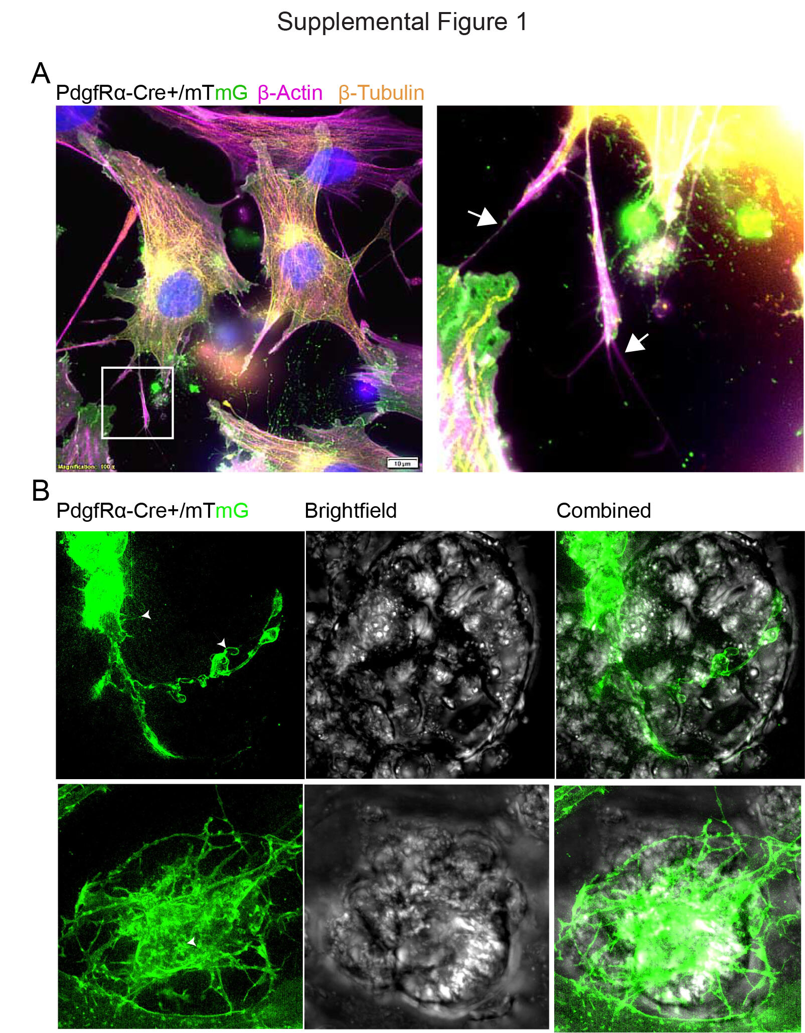 Featured image for Gut Cells 'Whisper' Like Brain Neurons, Redefining Self-Healing
